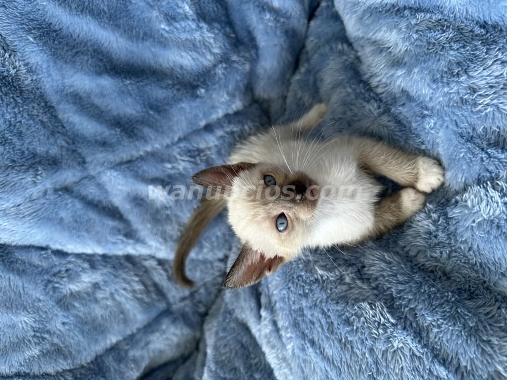 500 US$ - Gatos de raza siameses muy hermosos y cariñosos (El dorado) 2