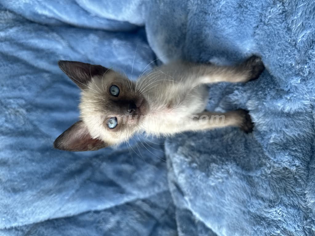 500 US$ - Gatos de raza siameses muy hermosos y cariñosos (El dorado) 3