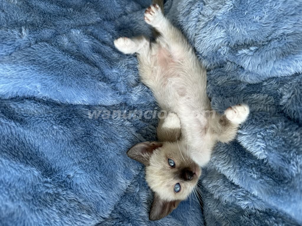 500 US$ - Gatos de raza siameses muy hermosos y cariñosos (El dorado) 4