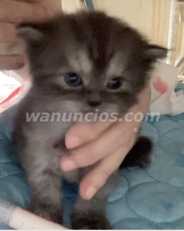 800 US$ - Gatitas Persas Doll Face Azules (Grises Oscuras) (Ensanche Julieta) 3