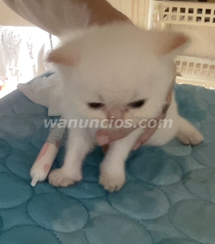 800 US$ - Gatito Persa Doll Face Himalayo Flame Point (Ensanche Julieta) 3