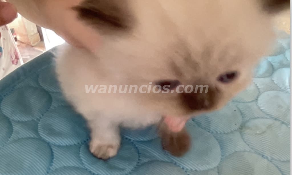 800 US$ - Gatita Persa Doll Face Himalaya Seal Point (Ensanche Julieta)