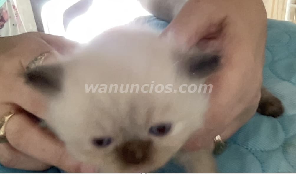800 US$ - Gatita Persa Doll Face Himalaya Seal Point (Ensanche Julieta) 2