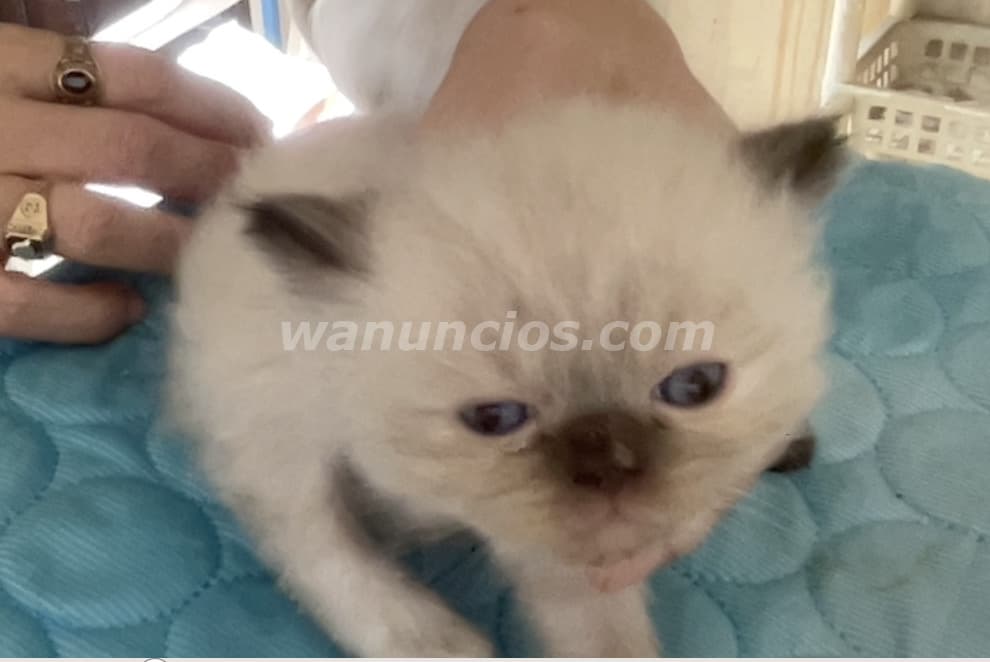 800 US$ - Gatita Persa Doll Face Himalaya Seal Point (Ensanche Julieta) 3