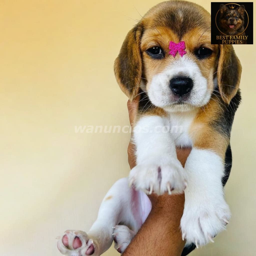 210.000 Colones - Beagle Certificados, Kit y (Vet24/7x2meses) (Barva) 2