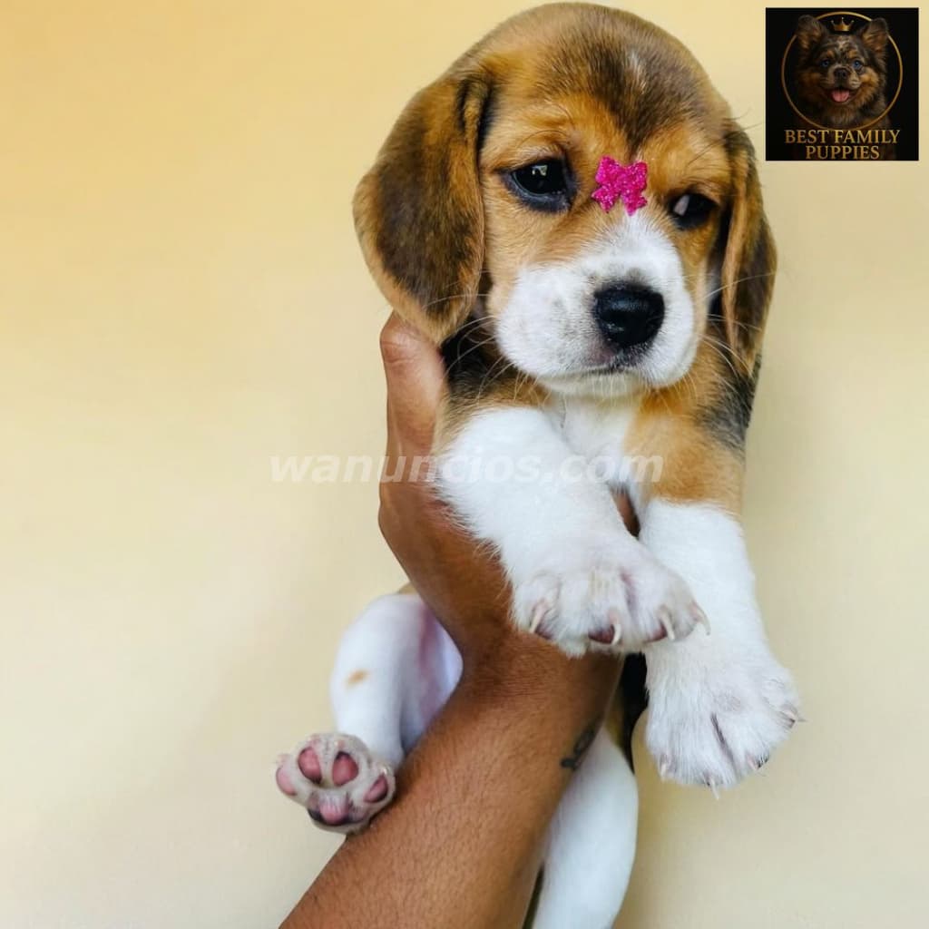 210.000 Colones - Beagle Certificados, Kit y (Vet24/7x2meses) (Barva) 3