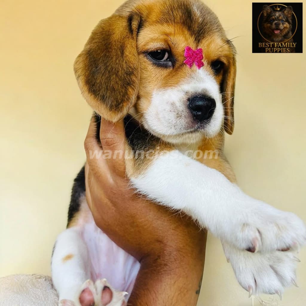 210.000 Colones - Beagle Certificados, Kit y (Vet24/7x2meses) (Barva) 4