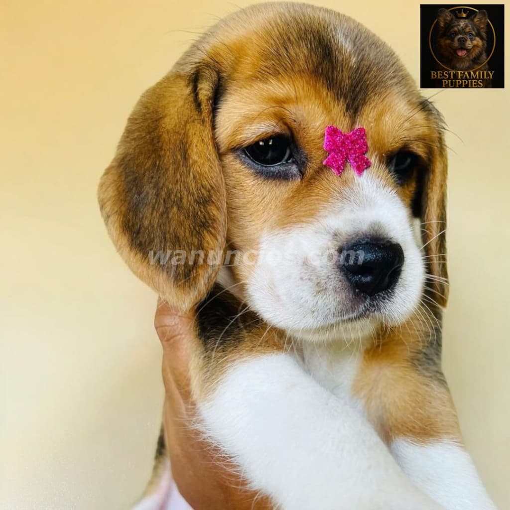 210.000 Colones - Beagle Certificados, Kit y (Vet24/7x2meses) (Barva) 5