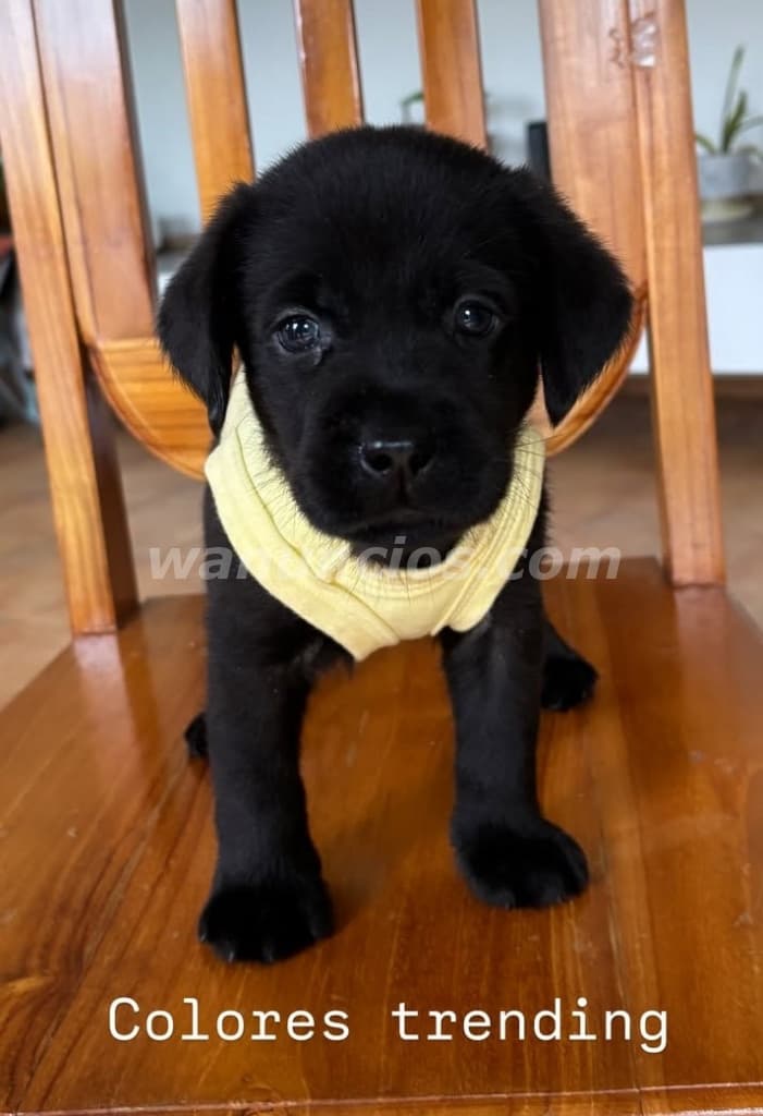 400 US$ - Labradores Retriever puros listos para entregar (Brisas del golf)