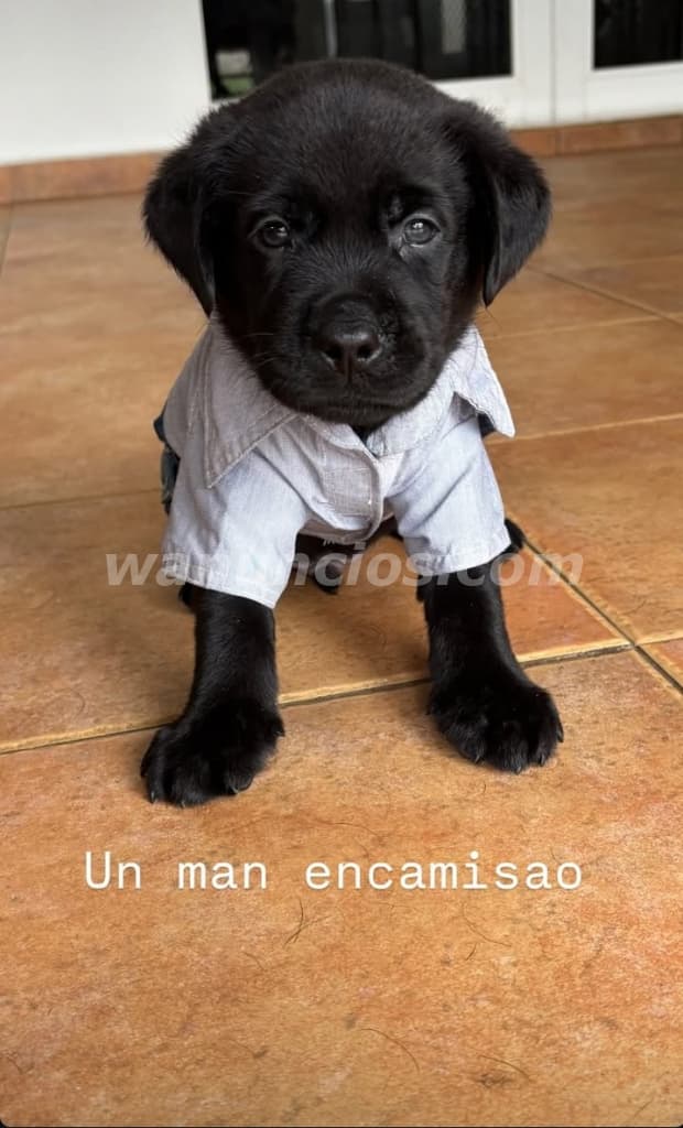 400 US$ - Labradores Retriever puros listos para entregar (Brisas del golf) 2