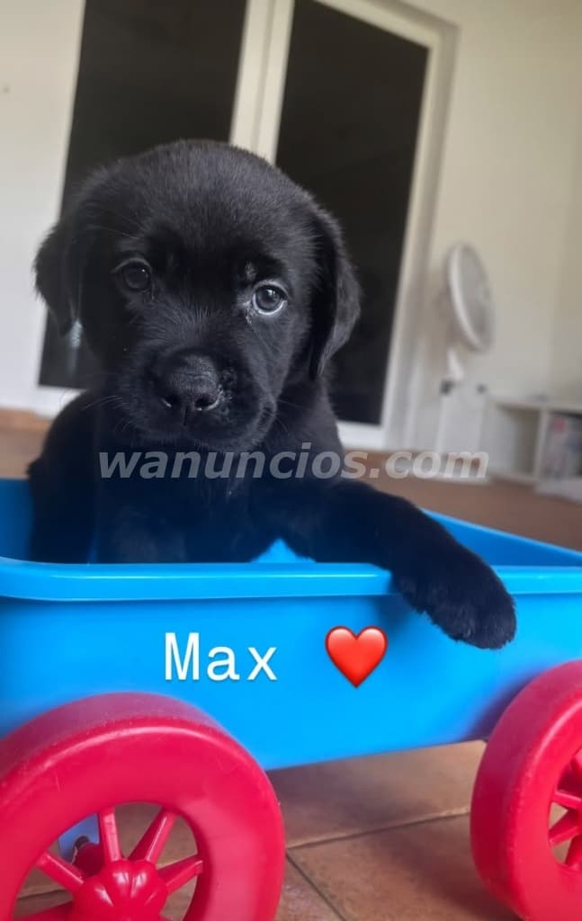 400 US$ - Labradores Retriever puros listos para entregar (Brisas del golf) 3