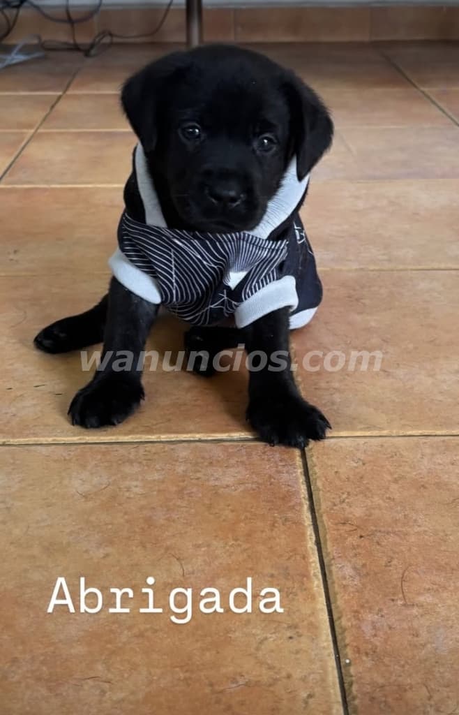 400 US$ - Labradores Retriever puros listos para entregar (Brisas del golf) 4