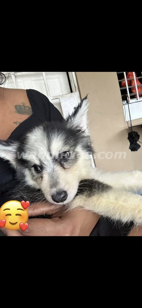250 US$ - Vendo cachorro husky de raza100% raza pura de papa y mama (Arraijan)