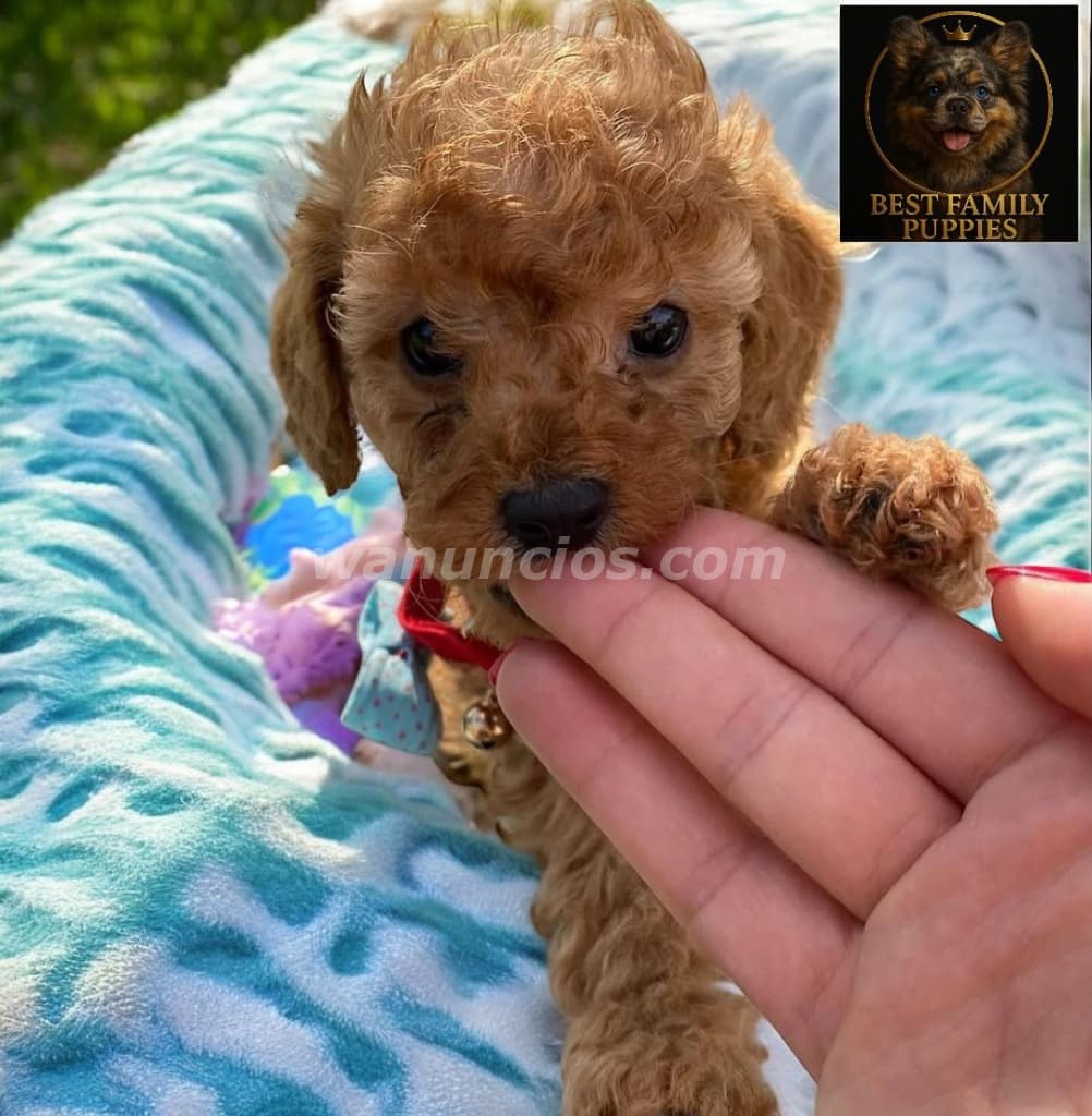 300.000 Colones - French Poodle ApricotCertificados, Kit y (Vet24/7x2meses) (Barva) 2