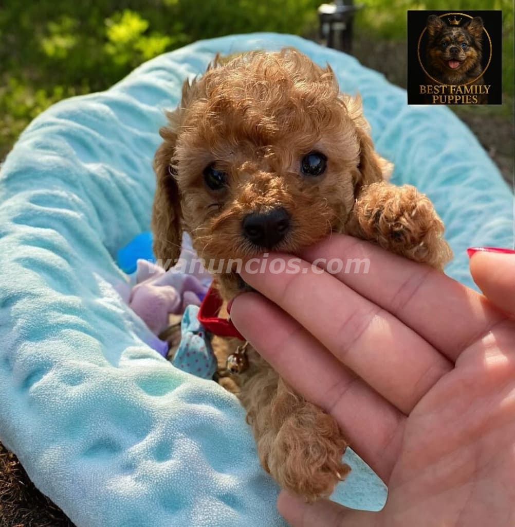 300.000 Colones - French Poodle ApricotCertificados, Kit y (Vet24/7x2meses) (Barva) 3