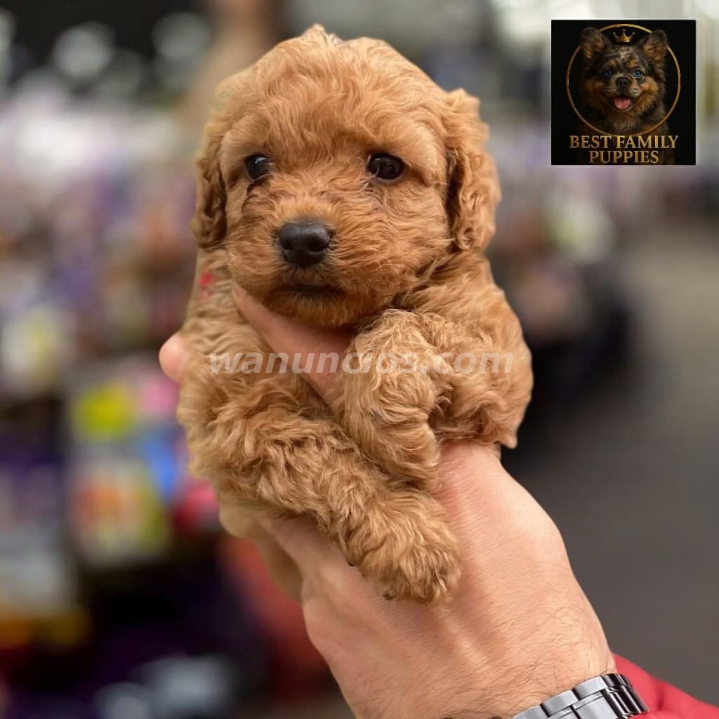 300.000 Colones - French Poodle ApricotCertificados, Kit y (Vet24/7x2meses) (Barva) 4