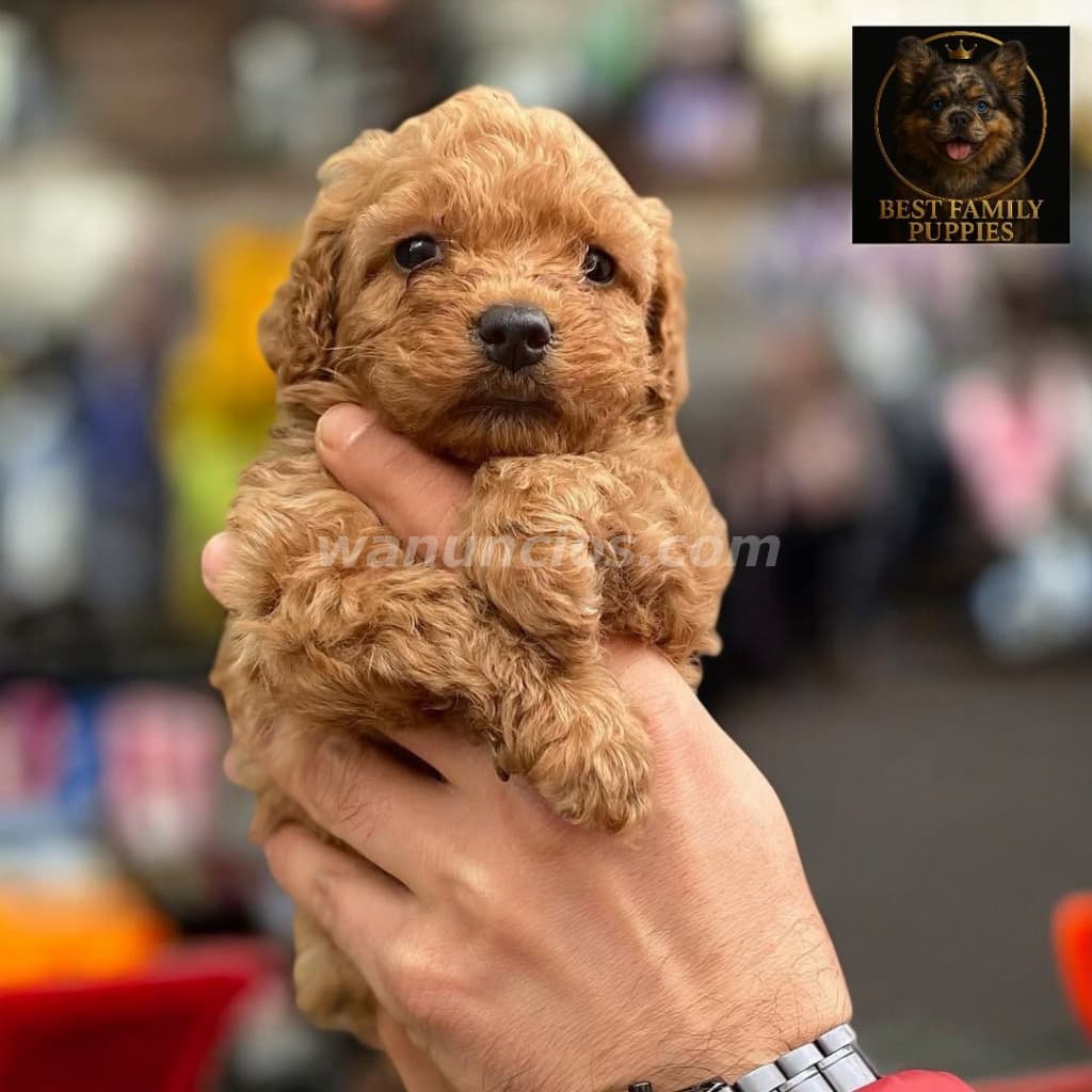 300.000 Colones - French Poodle ApricotCertificados, Kit y (Vet24/7x2meses) (Barva) 5