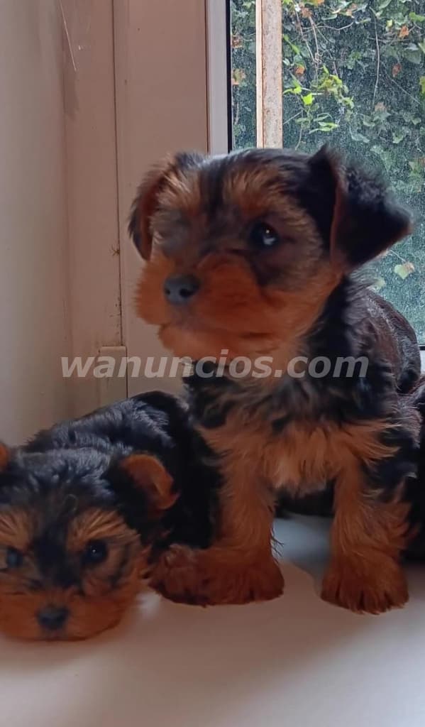 300 € - Hermoso Cachorrito Yorkshire Terrier Listo para un Nuevo Hogar 2