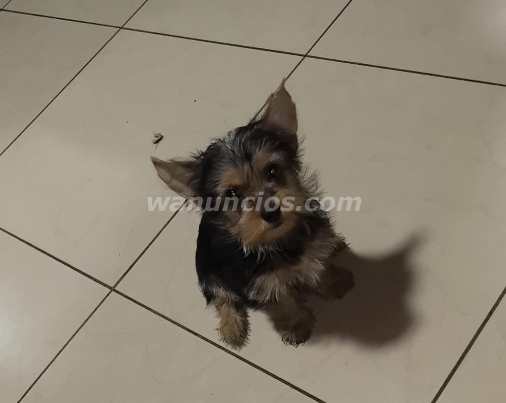 250 Colones - Hermoso yorkie disponible entrega inmediata (San jose san cayetano) 2