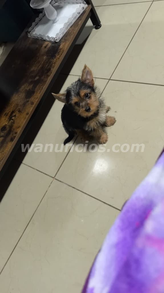 250 Colones - Hermoso yorkie disponible entrega inmediata (San jose san cayetano) 3