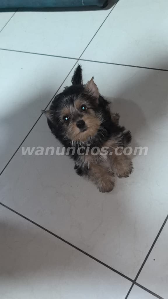 250 Colones - Hermoso yorkie disponible entrega inmediata (San jose san cayetano) 4