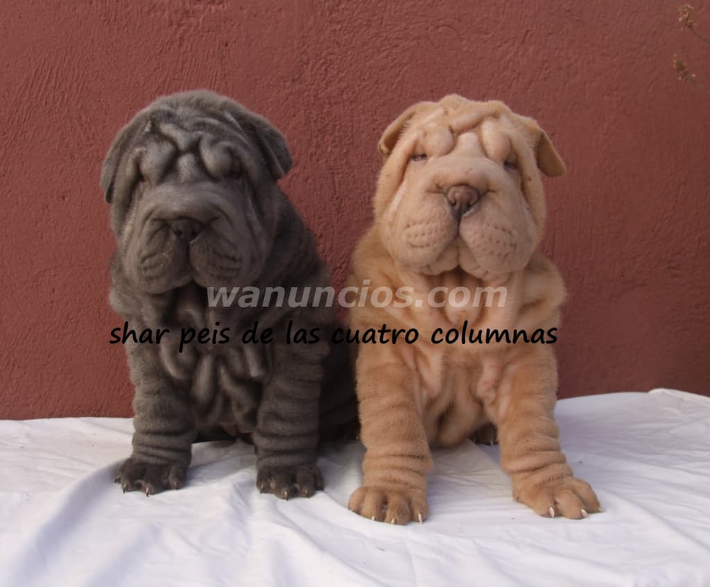 impresionantes shar peis americanos azules