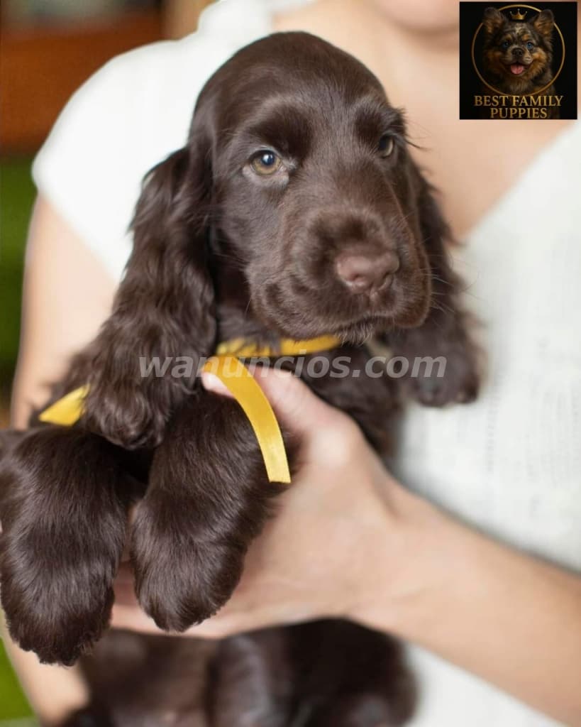 780.000 Colones - Cocker spaniel ingles - Certificados, Kit y (Vet x 2 meses)