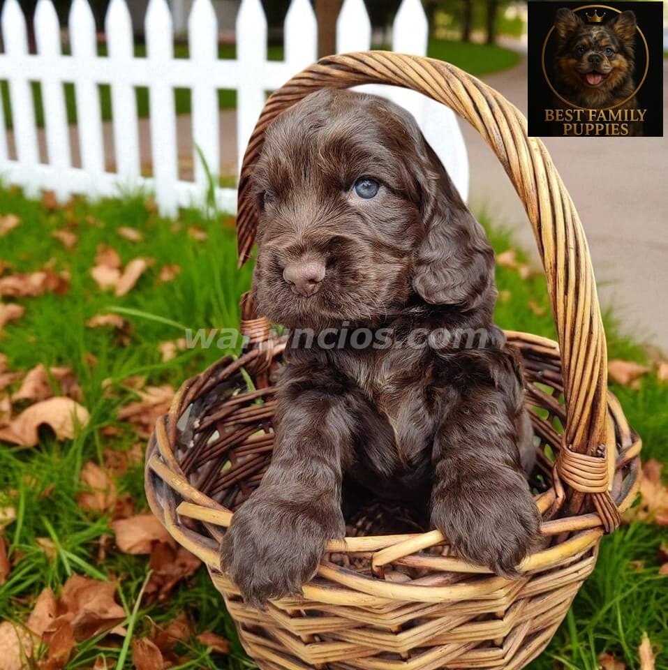 780.000 Colones - Cocker spaniel ingles - Certificados, Kit y (Vet x 2 meses) 3