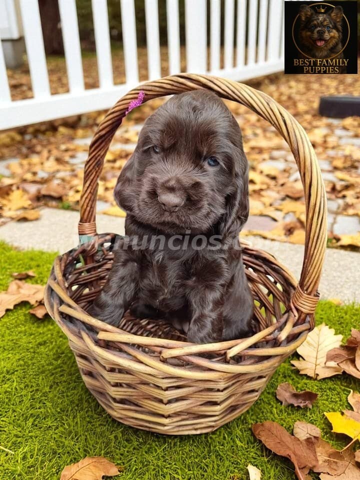780.000 Colones - Cocker spaniel ingles - Certificados, Kit y (Vet x 2 meses) 4
