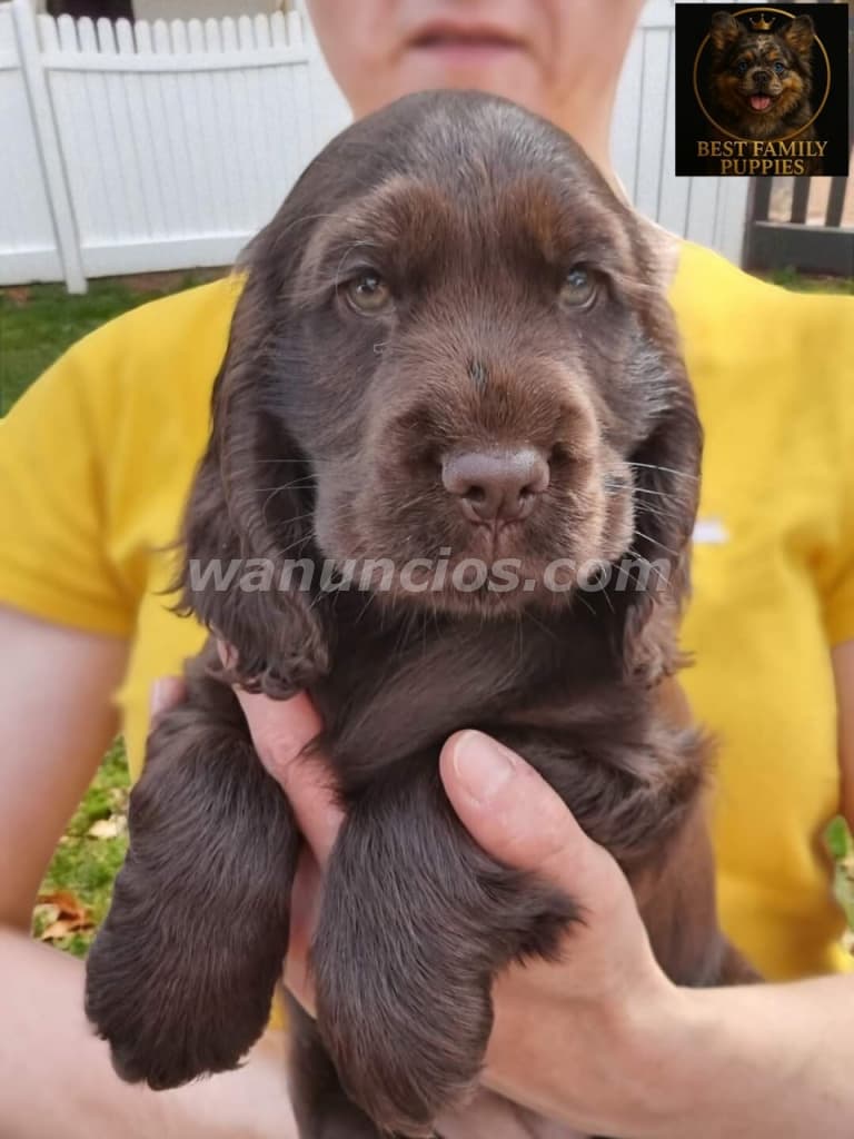 780.000 Colones - Cocker spaniel ingles - Certificados, Kit y (Vet x 2 meses) 5