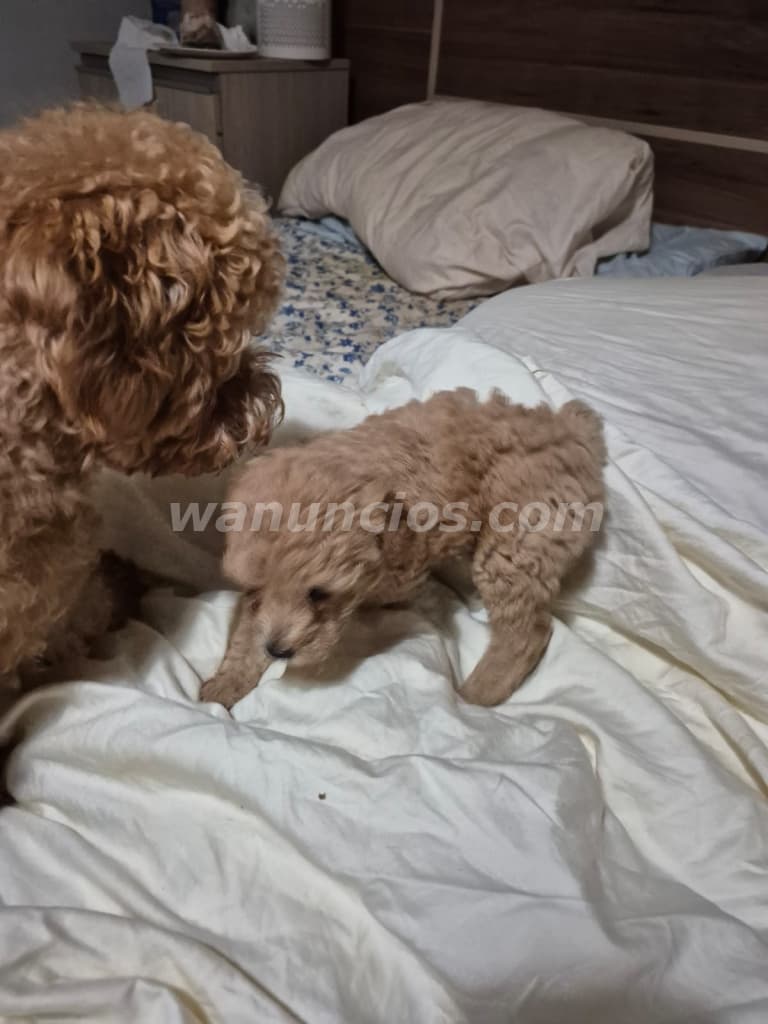 1 US$ - Cavapoo camada de cachorros nacidos el 10 de julio (Bella vista)
