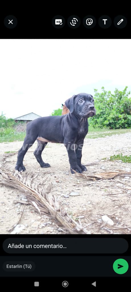 55.000 Pesos - Cane corso (mastín italiano ) puro disponibles
