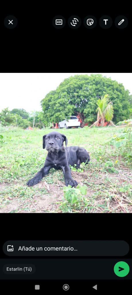 55.000 Pesos - Cane corso (mastín italiano ) puro disponibles 2