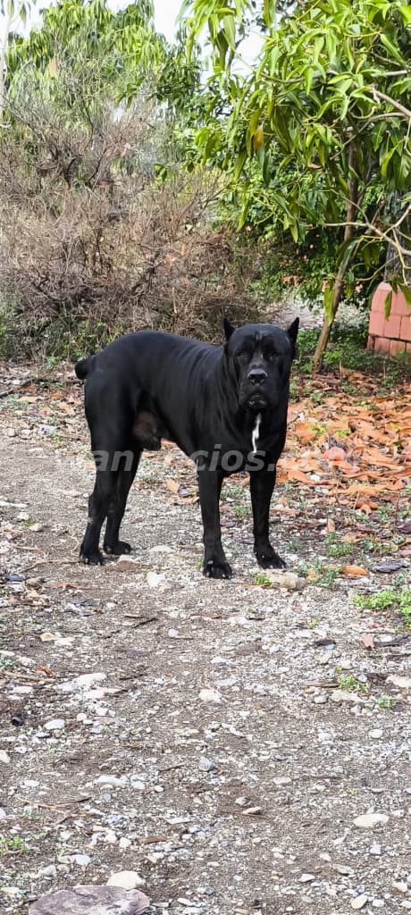 55.000 Pesos - Cane corso (mastín italiano ) puro disponibles 3