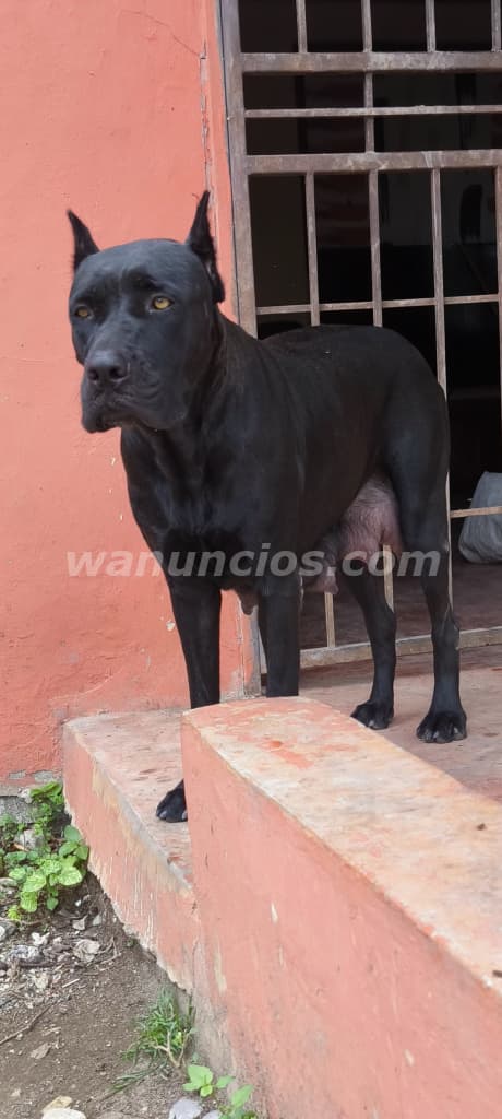 55.000 Pesos - Cane corso (mastín italiano ) puro disponibles 4
