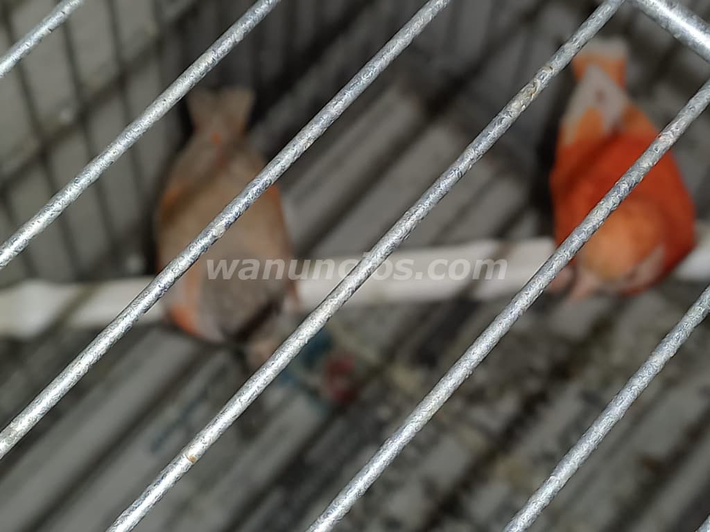 18 € - cardenalitos y canarios timbrados nuevos y sobreaño (reus) 2