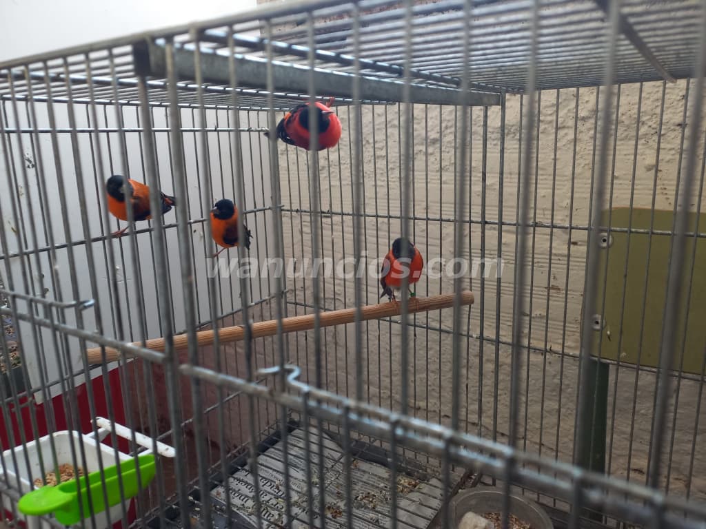 18 € - cardenalitos y canarios timbrados nuevos y sobreaño (reus) 3