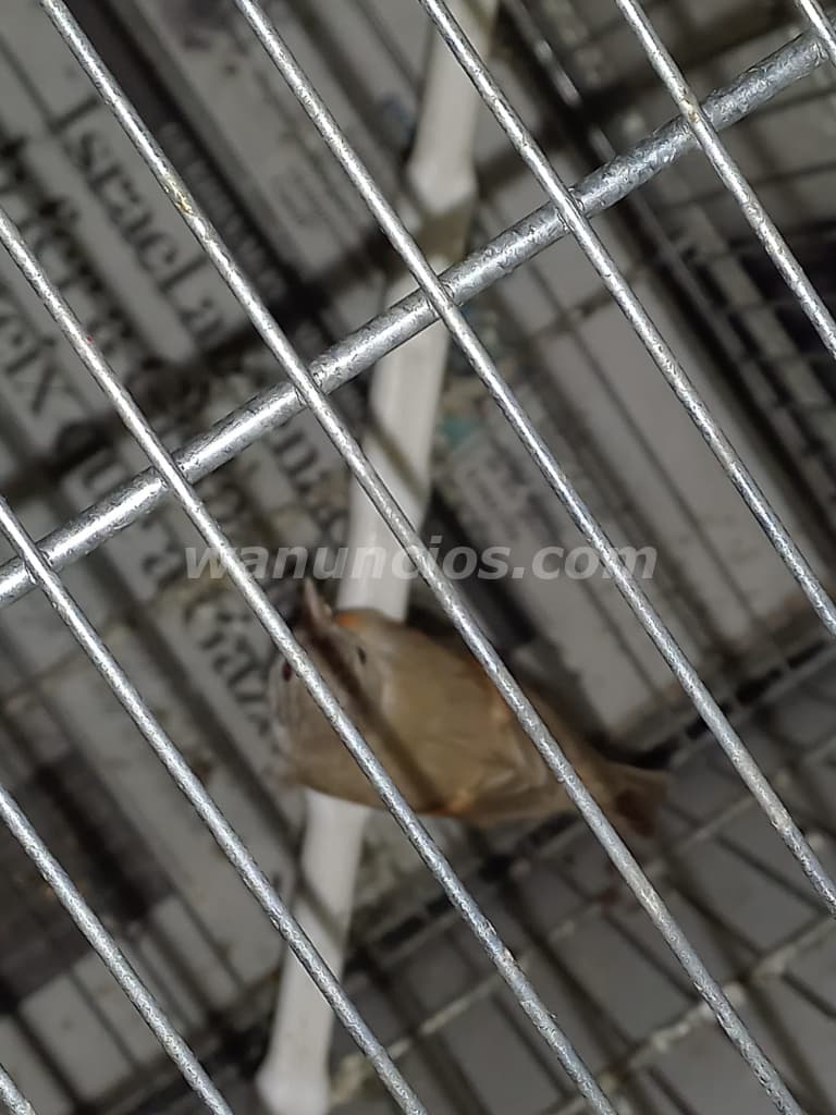 18 € - cardenalitos y canarios timbrados nuevos y sobreaño (reus) 4