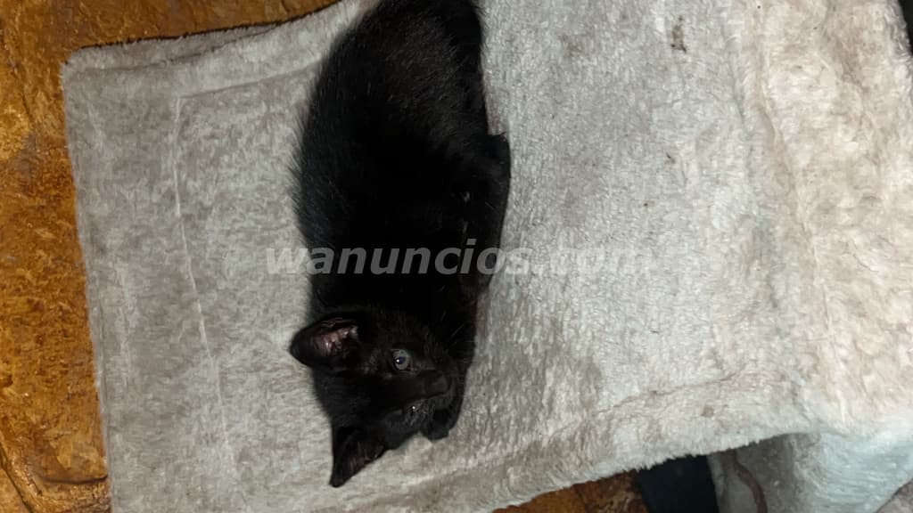 Gatitos en busca de un hogar lleno de amor