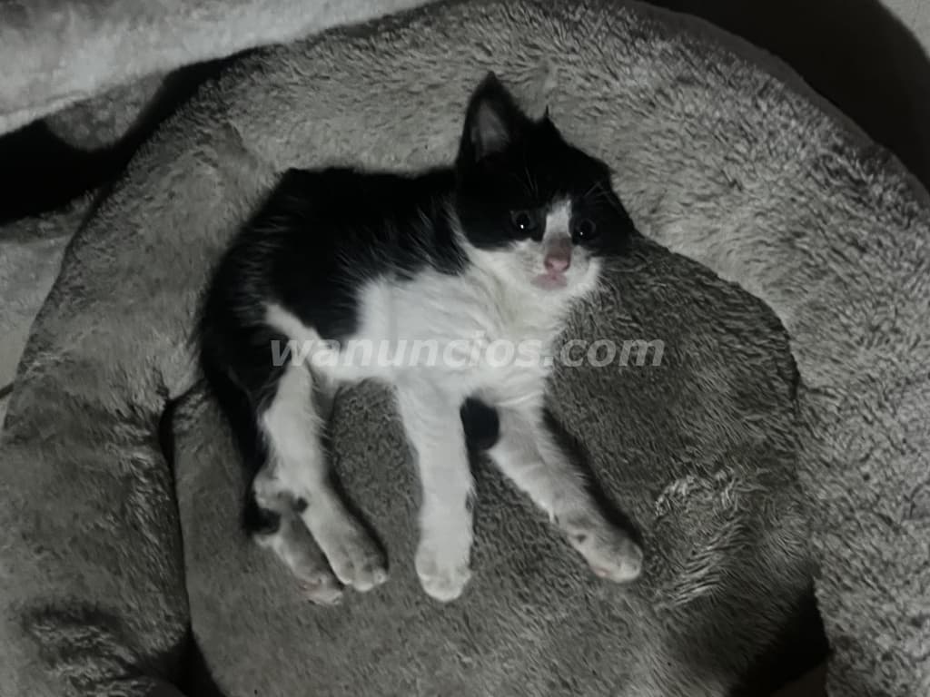 Gatitos en busca de un hogar lleno de amor 2