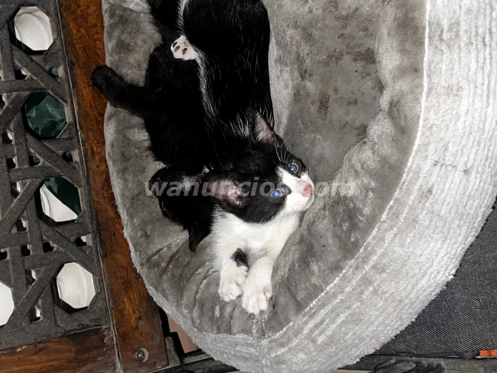 Gatitos en busca de un hogar lleno de amor 3