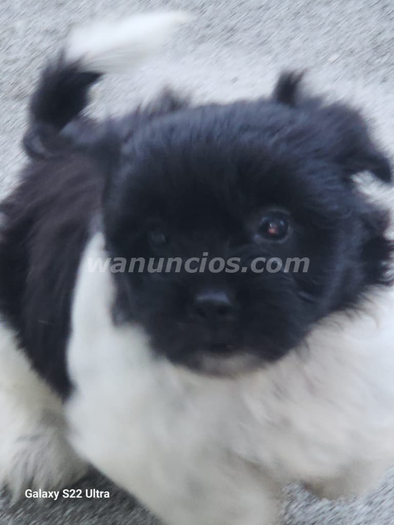 450 US$ - Cachorros Bichon Habanero de 2 meses de nacidos (Bella Vista)