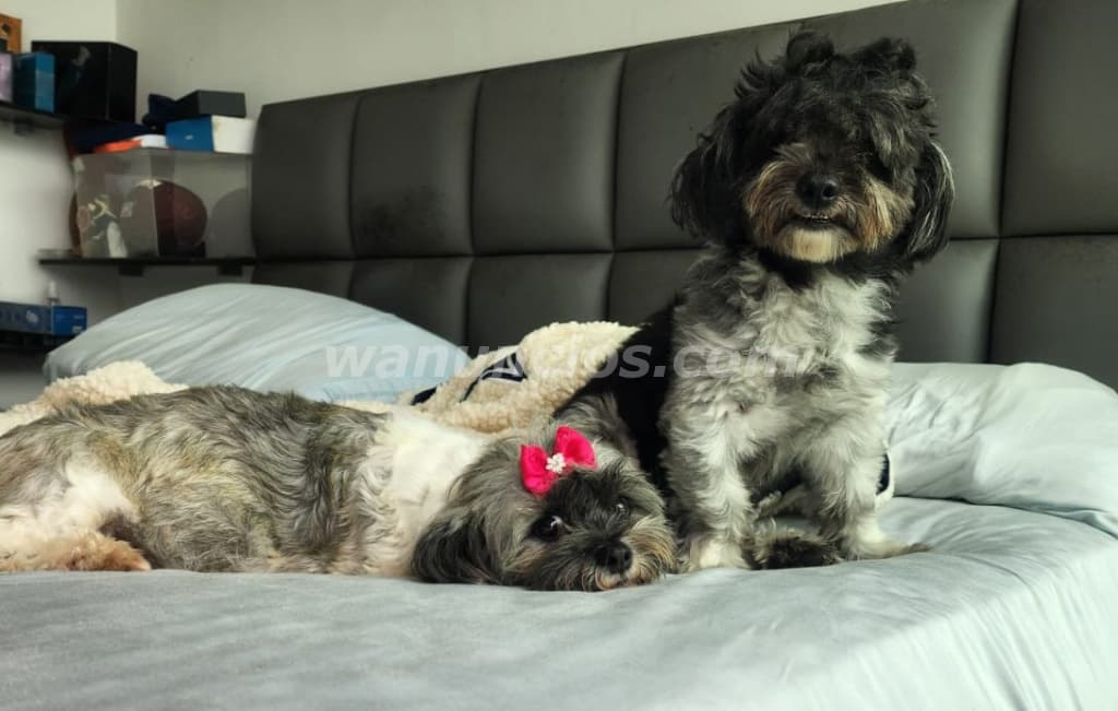 450 US$ - Cachorros Bichon Habanero de 2 meses de nacidos (Bella Vista) 2