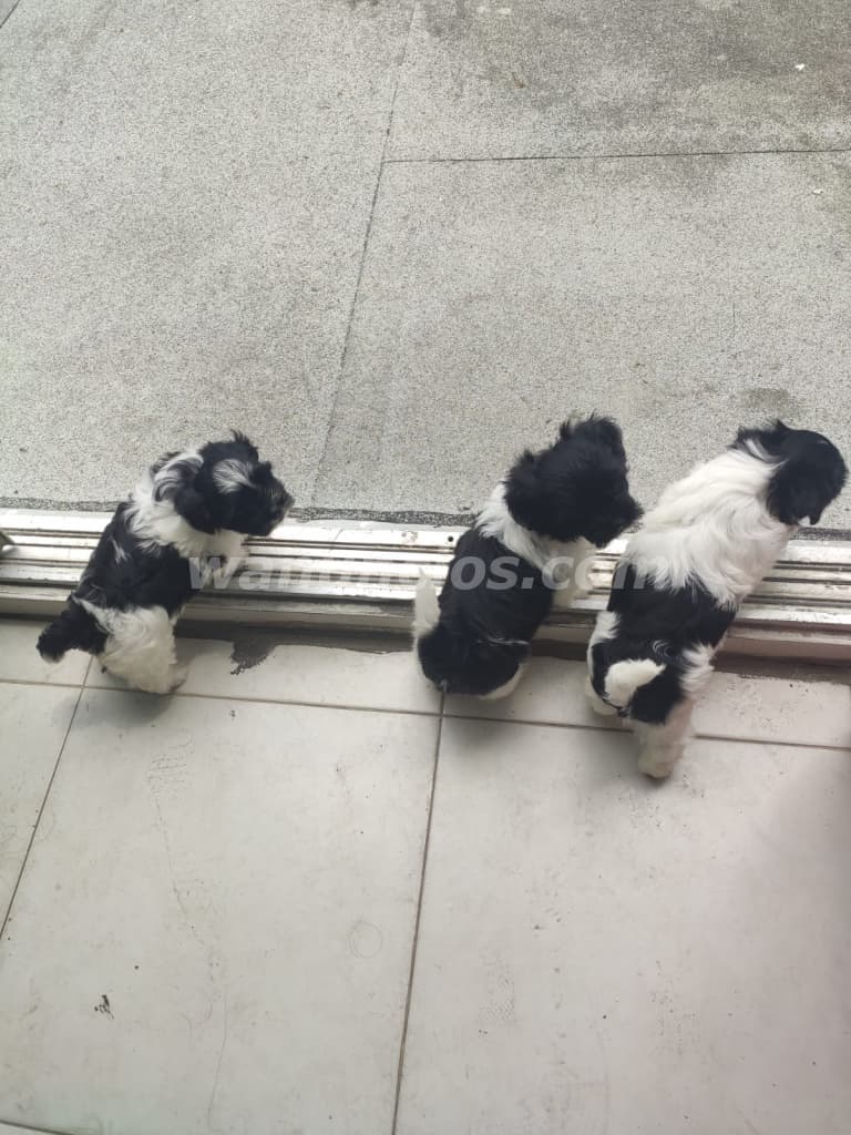 450 US$ - Cachorros Bichon Habanero de 2 meses de nacidos (Bella Vista) 3