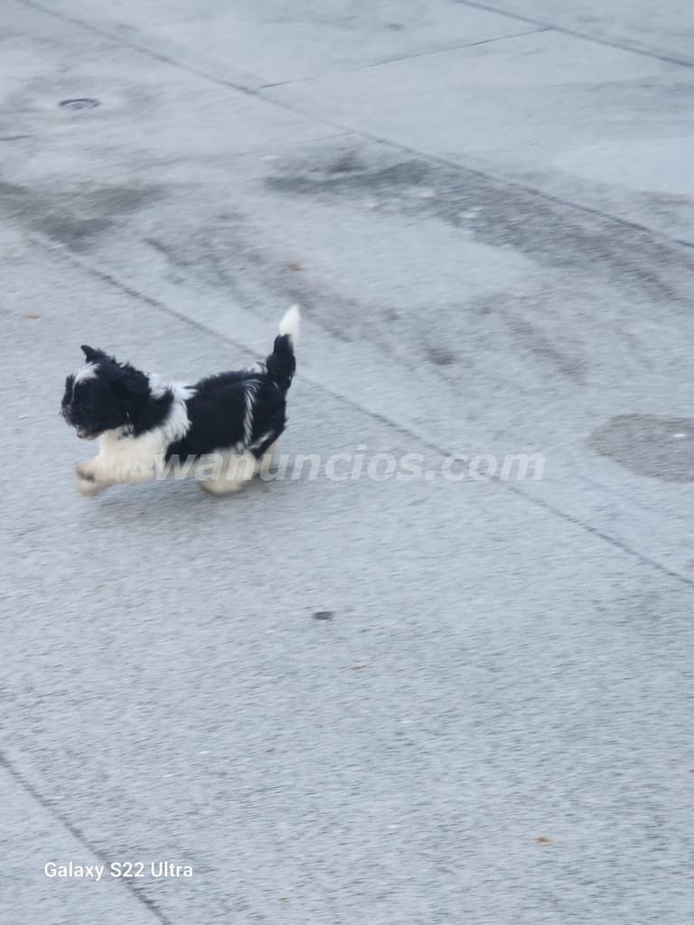 450 US$ - Cachorros Bichon Habanero de 2 meses de nacidos (Bella Vista) 4
