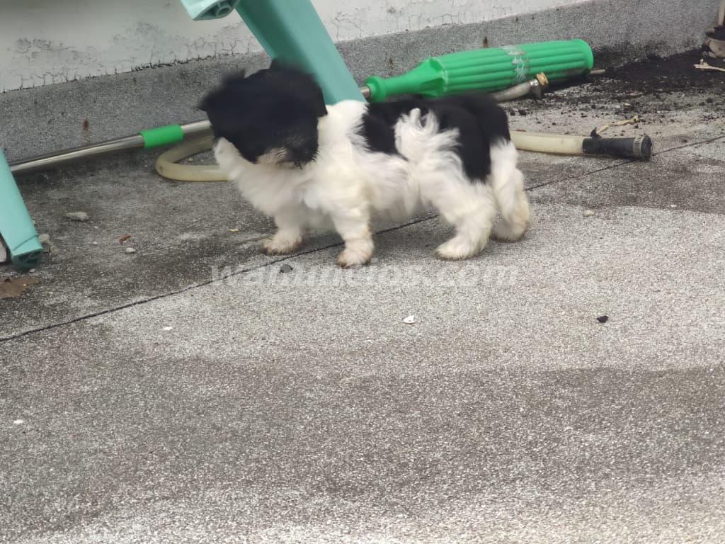 450 US$ - Cachorros Bichon Habanero de 2 meses de nacidos (Bella Vista) 5