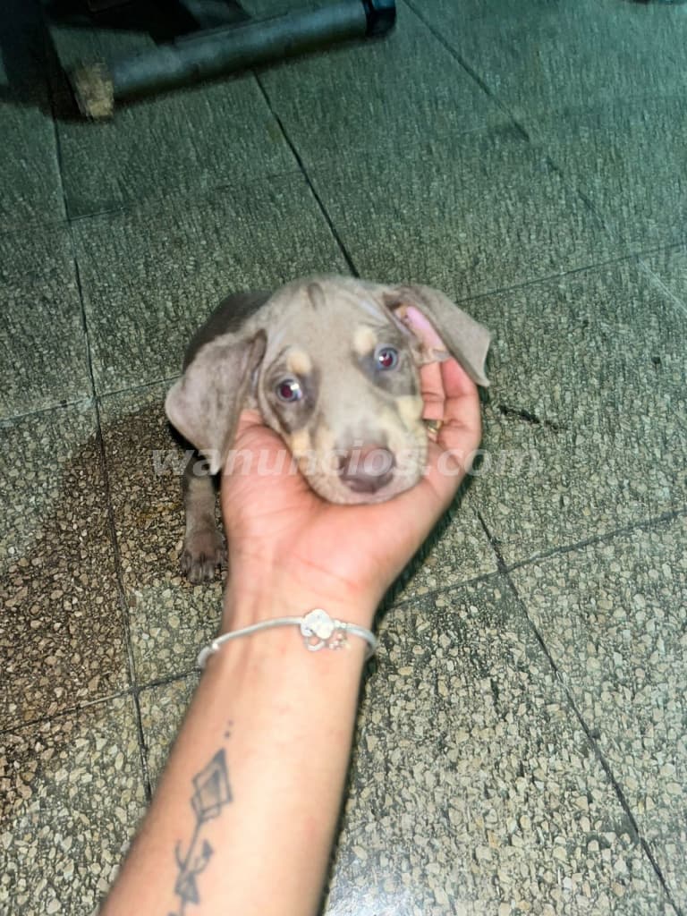 300 US$ - Cachorros de Raza Doberman Color de Piel Isabelino (Costa Sur)