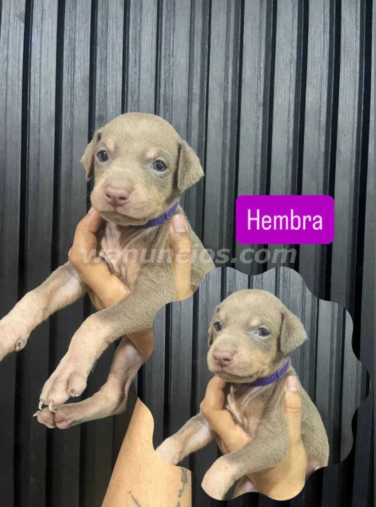 300 US$ - Cachorros de Raza Doberman Color de Piel Isabelino (Costa Sur) 2