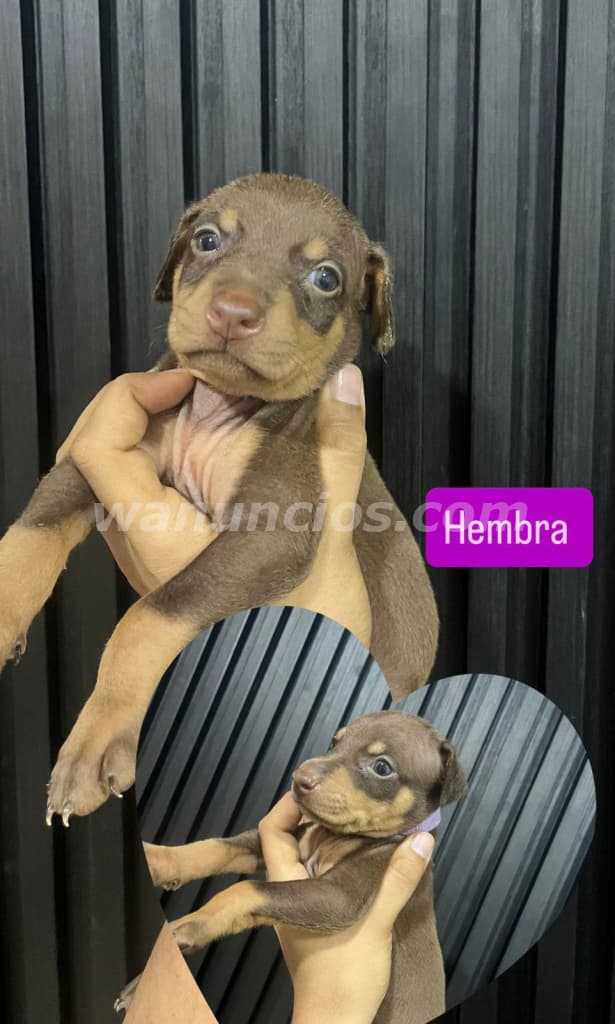 300 US$ - Cachorros de Raza Doberman Color de Piel Isabelino (Costa Sur) 3