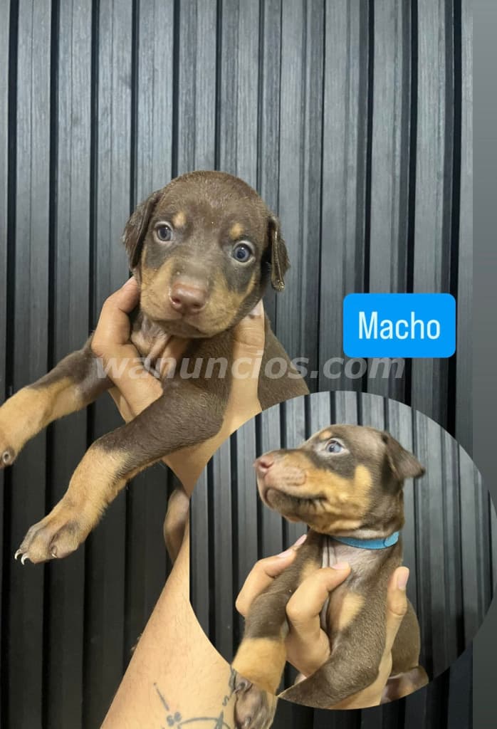 300 US$ - Cachorros de Raza Doberman Color de Piel Isabelino (Costa Sur) 4